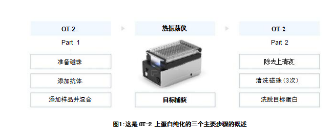 蛋白純化的三個主要步驟的概述